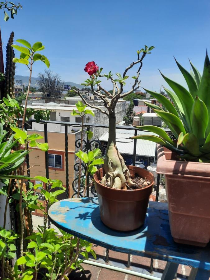 La Terraza Del Pochote Oaxaca Exteriér fotografie