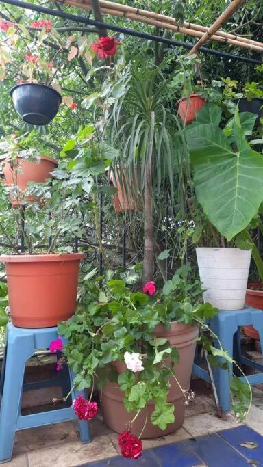 La Terraza Del Pochote Oaxaca Exteriér fotografie