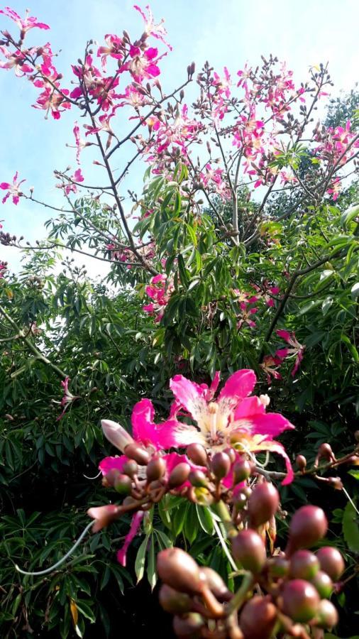 La Terraza Del Pochote Oaxaca Exteriér fotografie